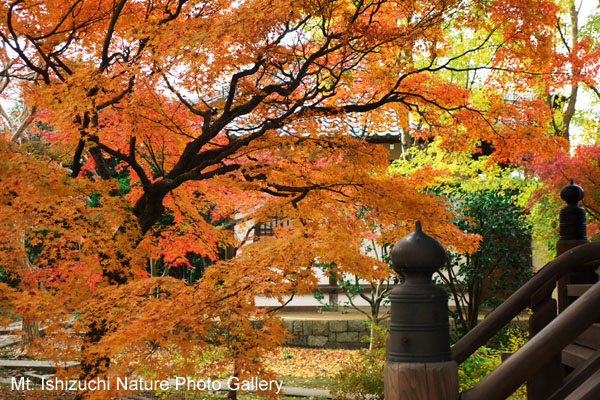 kyoto (058)